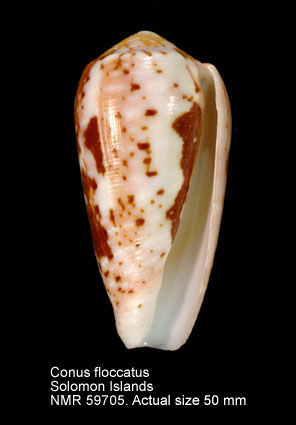 Conus floccatus.jpg - Conus floccatusG.B.Sowerby,1841